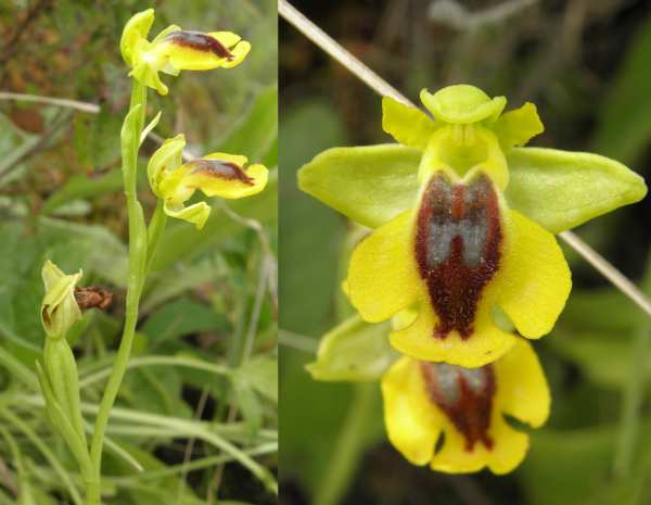 Ophrys (Sicilia)